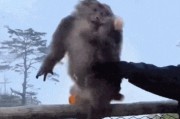 官方通报“男子猛推峨眉山猴险致其坠崖”