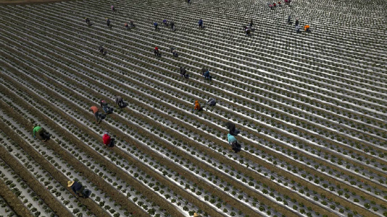 特朗普移民严打为何未能提振就业