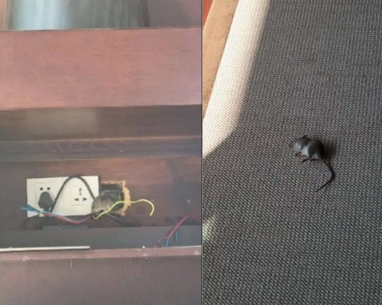 “花9800元住酒店，仨老鼠陪睡一晚！”莱佛士酒店闹鼠患？酒店称已消杀，《消失的她》曾取景