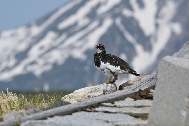 振翅之间，尼康伴你见自然之美