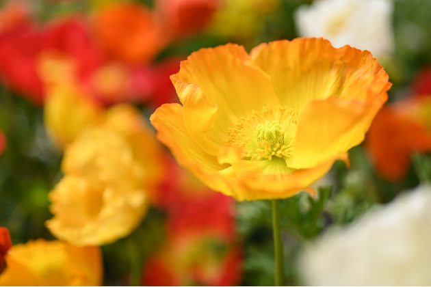 踏青寻色，以尼康定格春日温柔