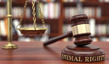 证监会一日下发6份罚单、4家被立案,4类隐匿伎俩踩入监管红线