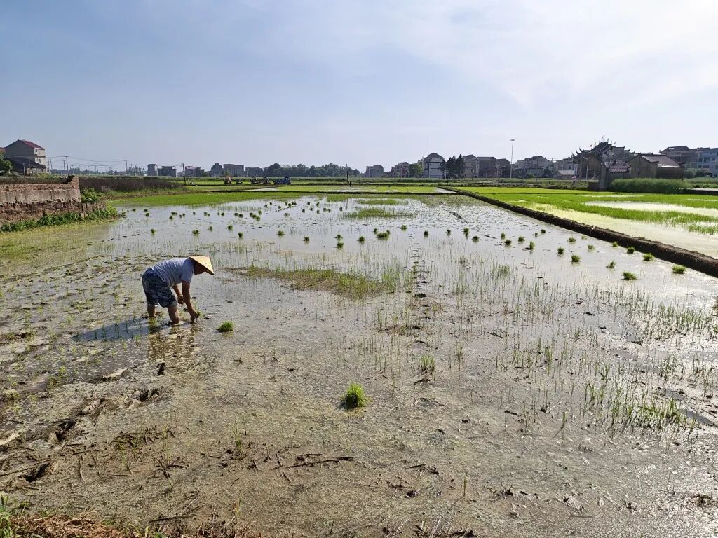 江西鄱阳28.5亿建的高标准农田成摆设？“已排查出446个问题”